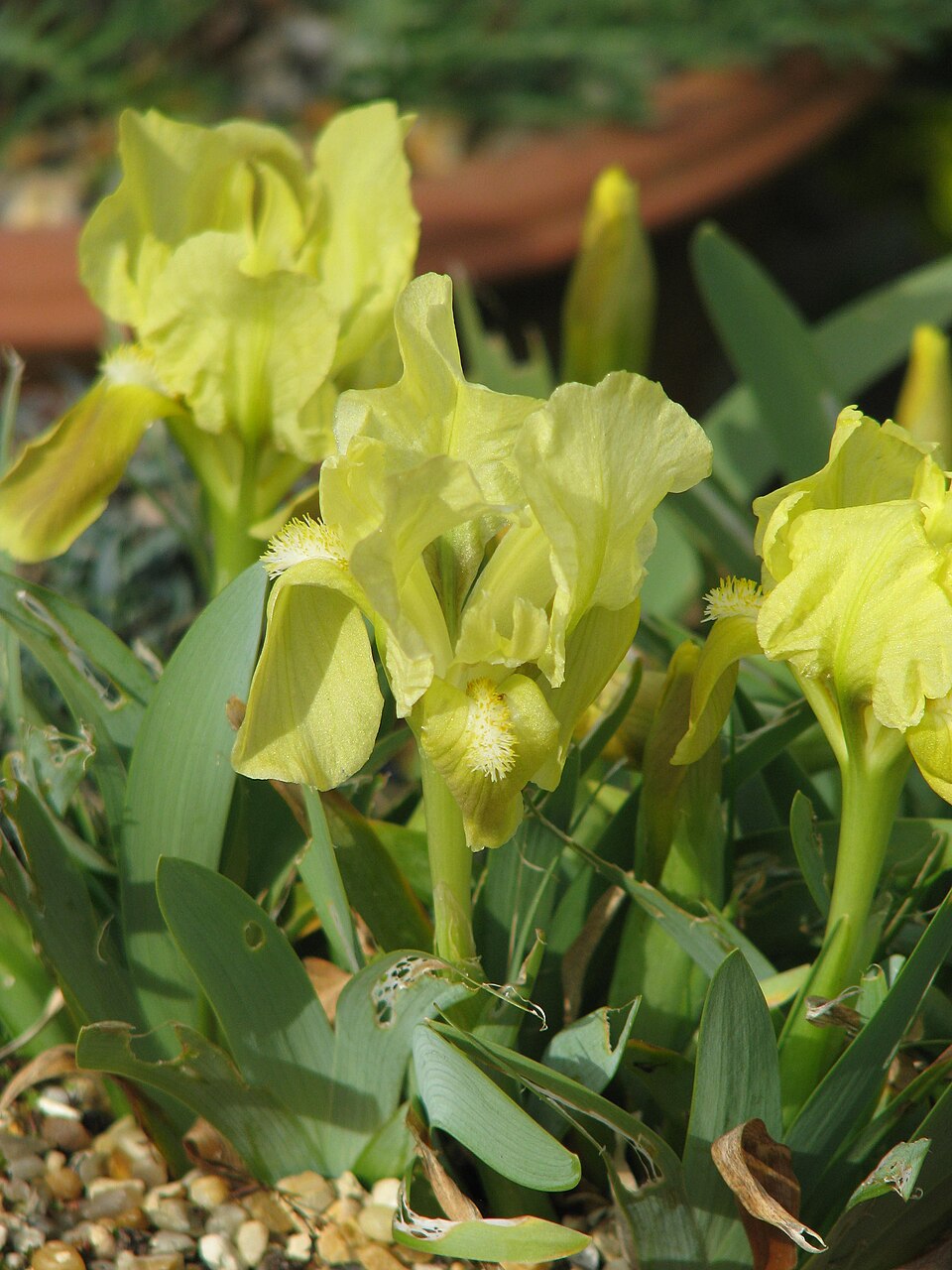 Yellow Iris attica, commonly known as Greek iris, flowers with green leaves in a natural setting