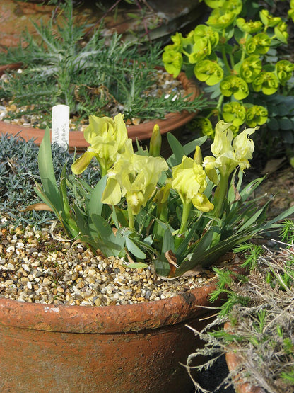 Potted Iris attica, commonly known as Greek iris, plant with yellow flowers in a garden setting