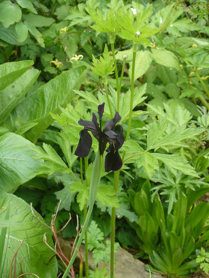 Close up of a single Iris chrysographes, commonly known as gold veined black iris, bloom against a green background.