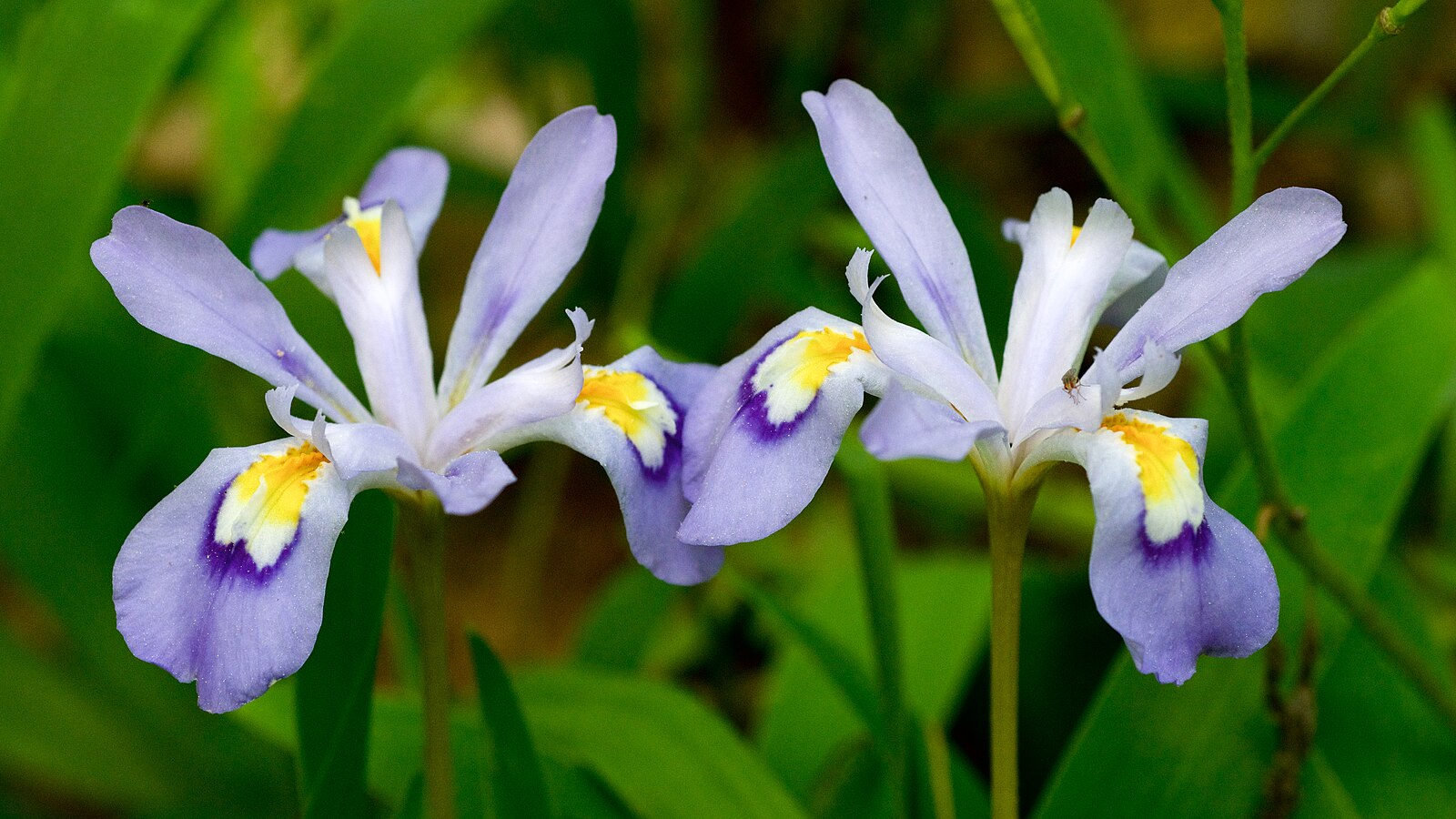 A group of dwarf crested irises with purple petals and yellow centers