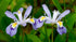 A group of dwarf crested irises with purple petals and yellow centers