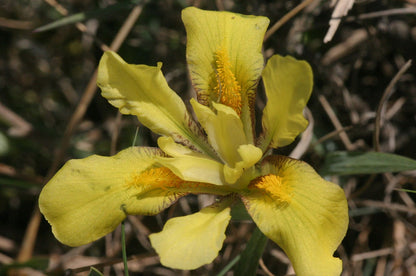 Close-up of a yellow flower or Iris humilis (low iris) with a blurred natural background