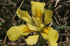 Close-up of a yellow flower or Iris humilis (low iris) with a blurred natural background