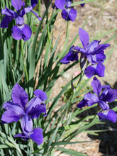 Iris sibirica (Siberian iris) purple flowers on green stems
