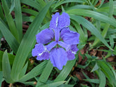 Blue Iris tectorum, commonly known as roof iris,  flower with green leaves in the background