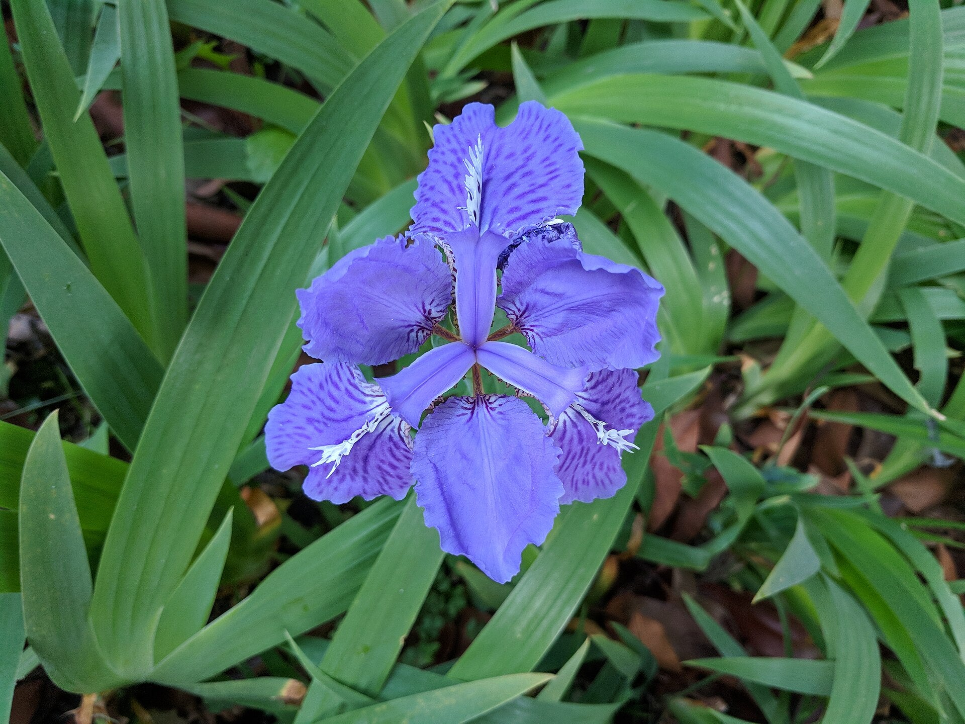Blue Iris tectorum, commonly known as roof iris,  flower with green leaves in the background