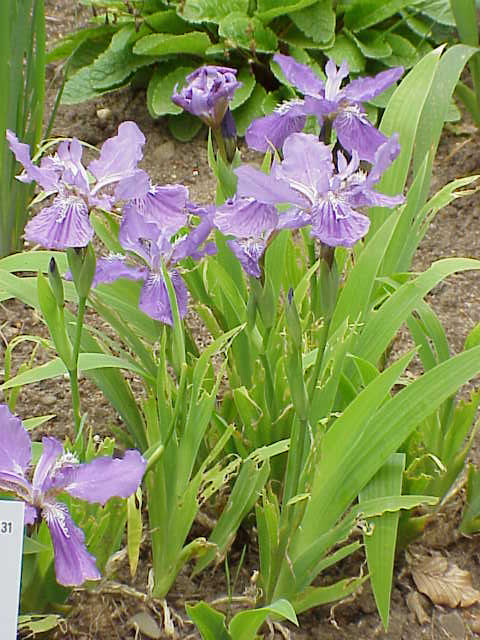 Purple Iris tectorum, commonly known as roof iris,  flowers with green leaves in a garden setting