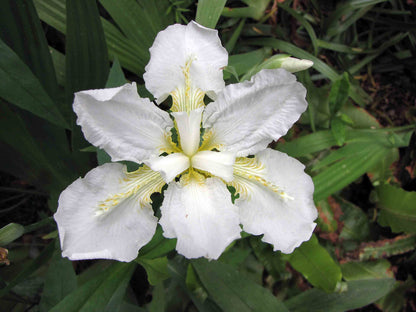 White Iris tectorum, commonly known as roof iris, flower with yellow centers surrounded by green leaves