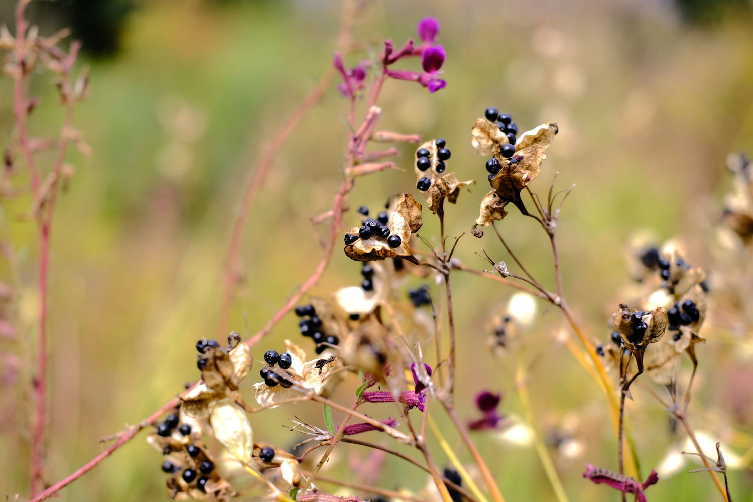 Image of blue-black seedheads of Iris domestic with Cuphea vicossimo against a blurred green background. 