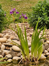 Iris versicolor &