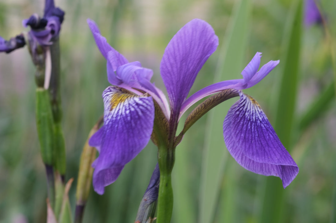 Purple blooms of Iris versicolor &