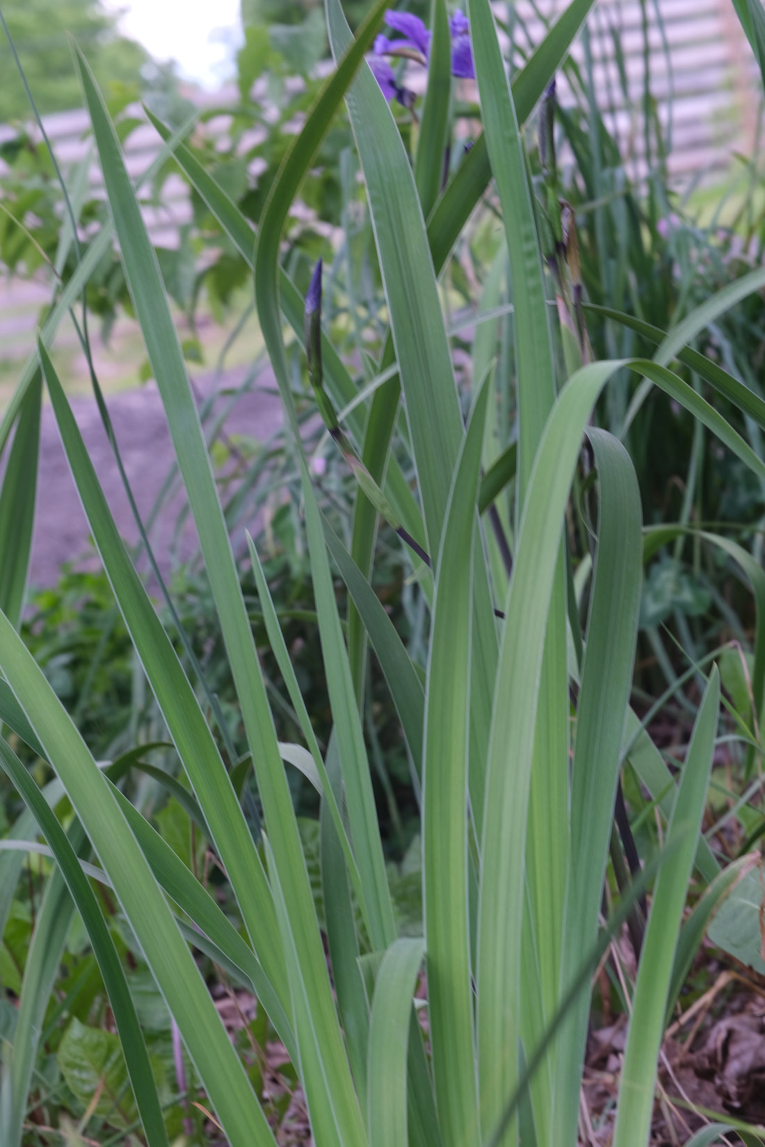 Iris versicolor &