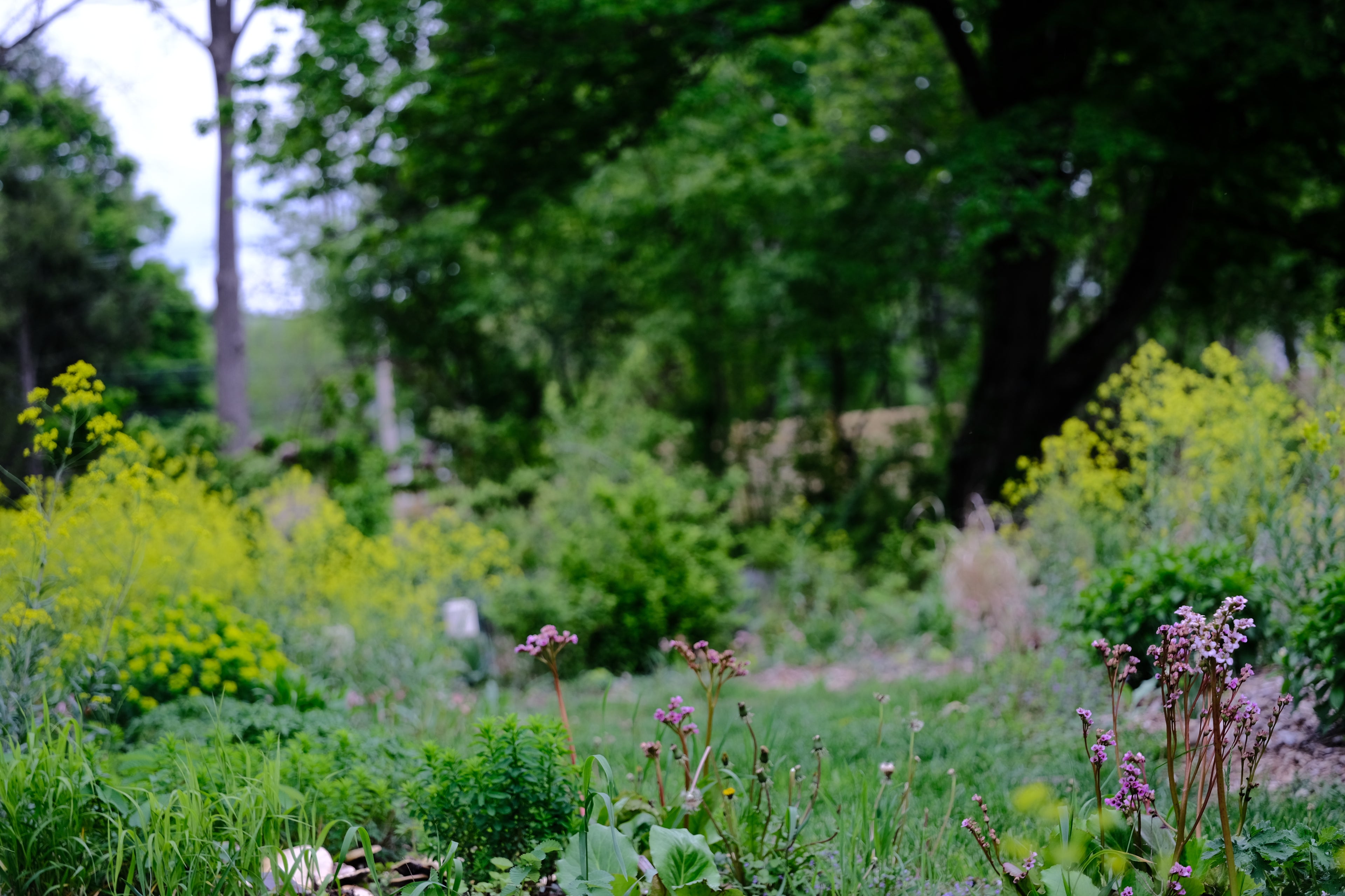 Isatis tinctoria frothy yellow blooms in the May garden 