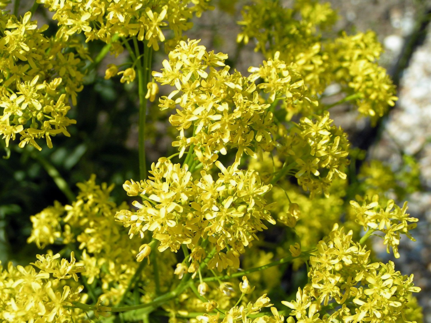 Isatis tinctoria (dyer&