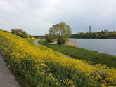 Isatis tinctoria (dyer&