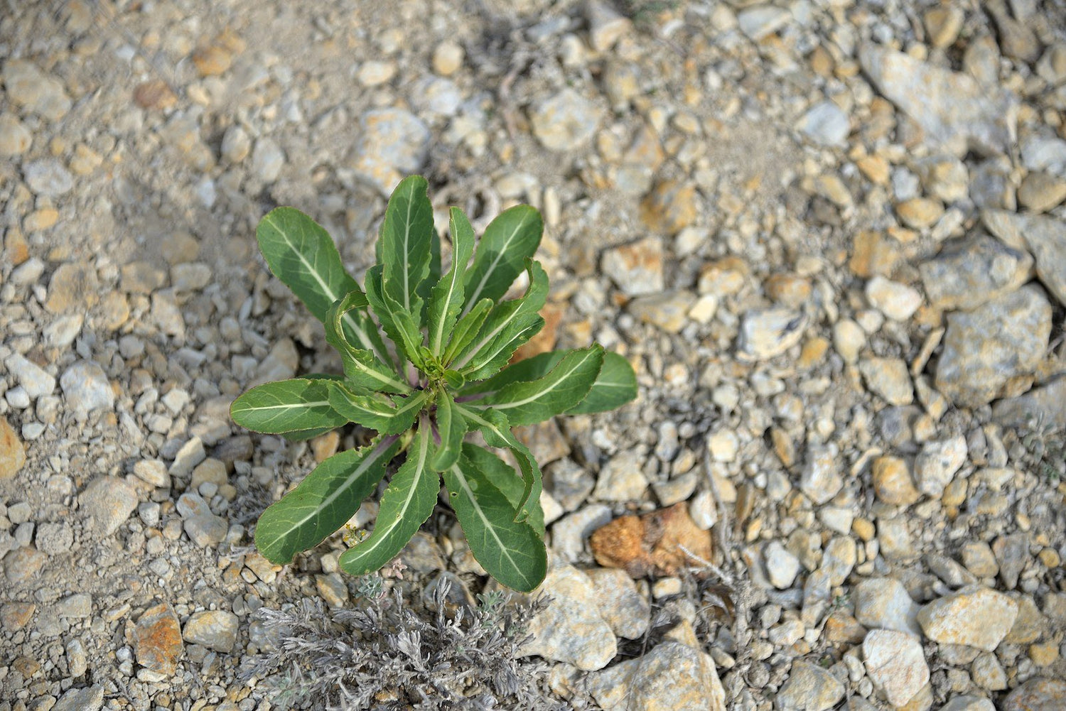 Isatis tinctoria (dyer&