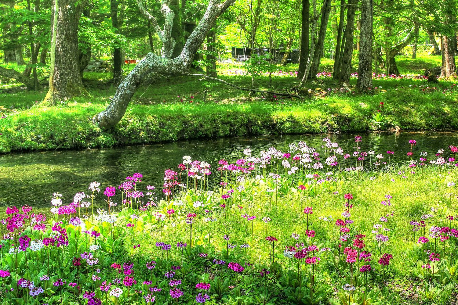Primula japonica | candelabra primrose