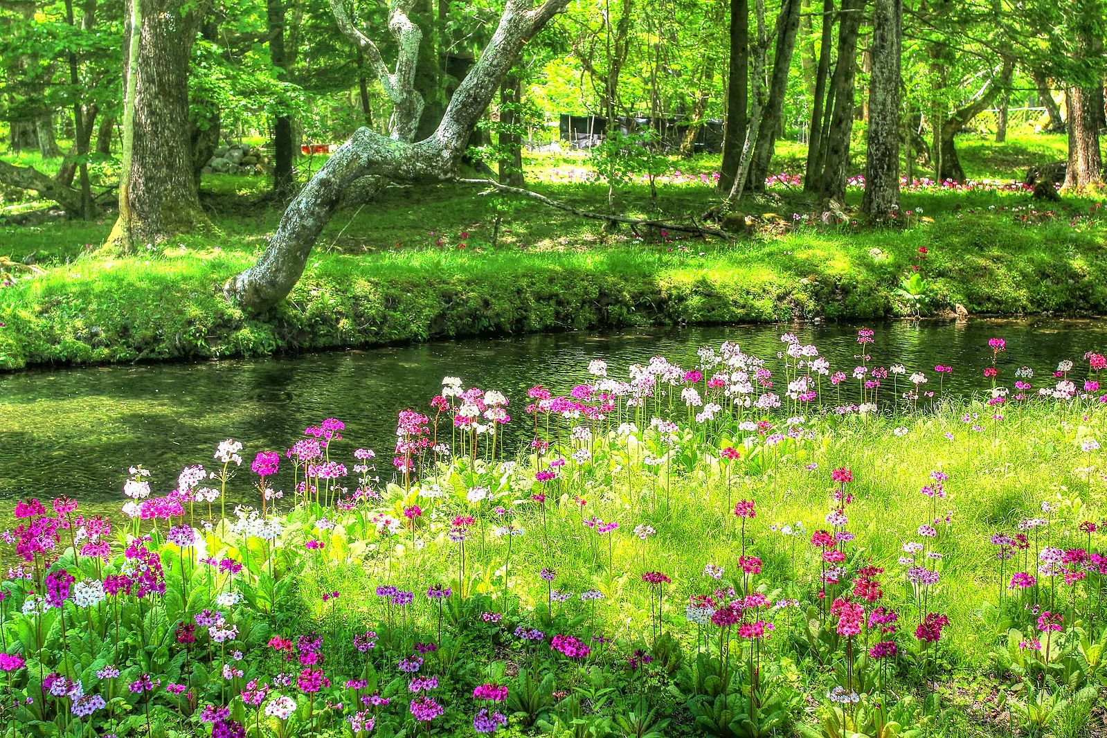 Primula japonica | candelabra primrose