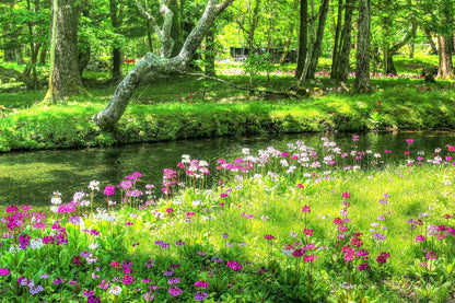 Primula japonica | candelabra primrose