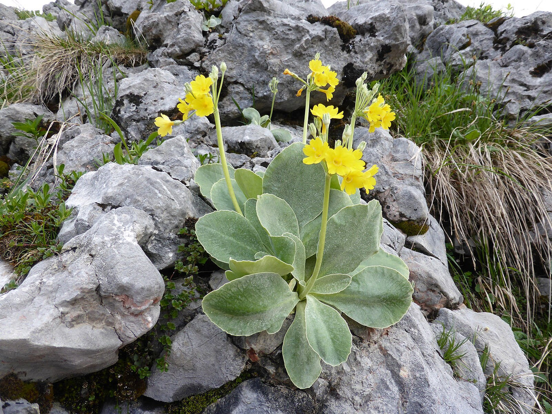 Primula auricula (bear&