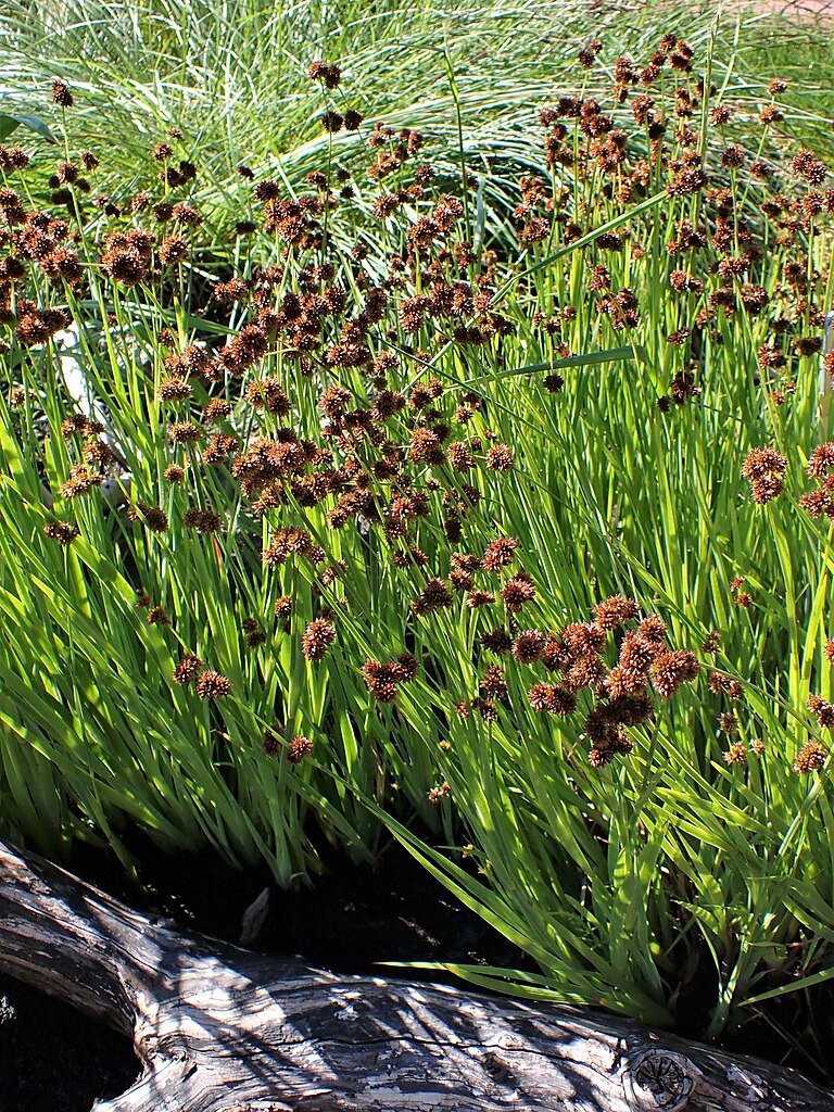 Juncus ensifolius (swordleaf rush)