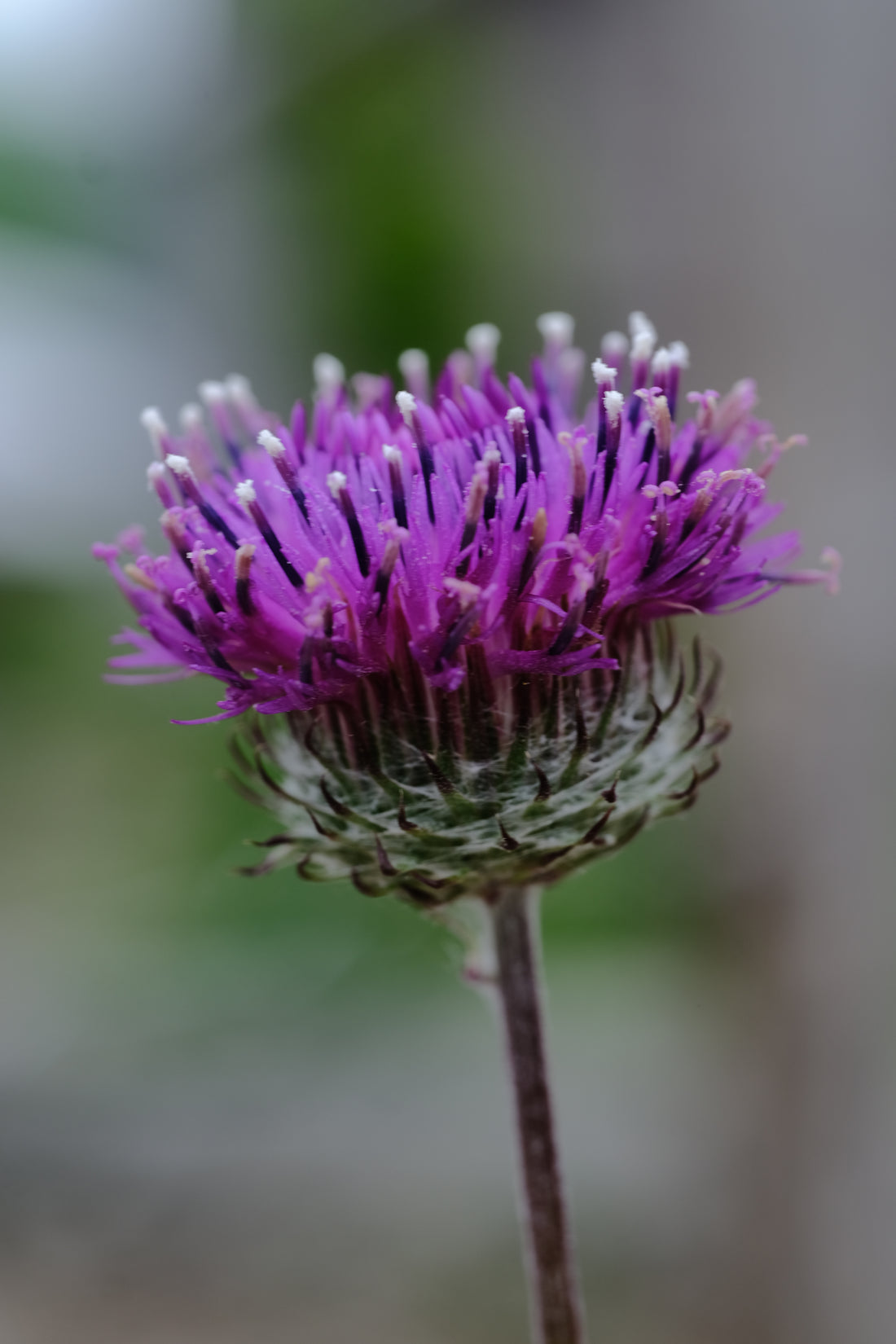 Jurinea lebedouri purple bloom at The Old Dairy Nursery