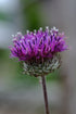 Jurinea lebedouri purple bloom at The Old Dairy Nursery