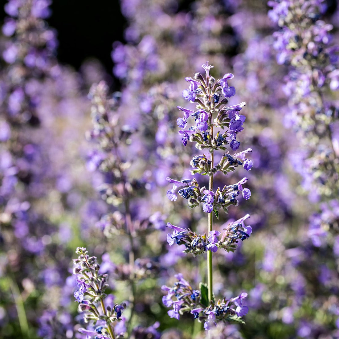 An image showing a cluster of purple Nepeta mussinii, also known as Persian catmint, with a blurred background.