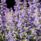 An image showing a cluster of purple Nepeta mussinii, also known as Persian catmint, with a blurred background.