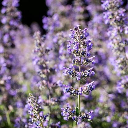 An image showing a cluster of purple Nepeta mussinii, also known as Persian catmint, with a blurred background.