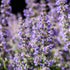 An image showing a cluster of purple Nepeta mussinii, also known as Persian catmint, with a blurred background.
