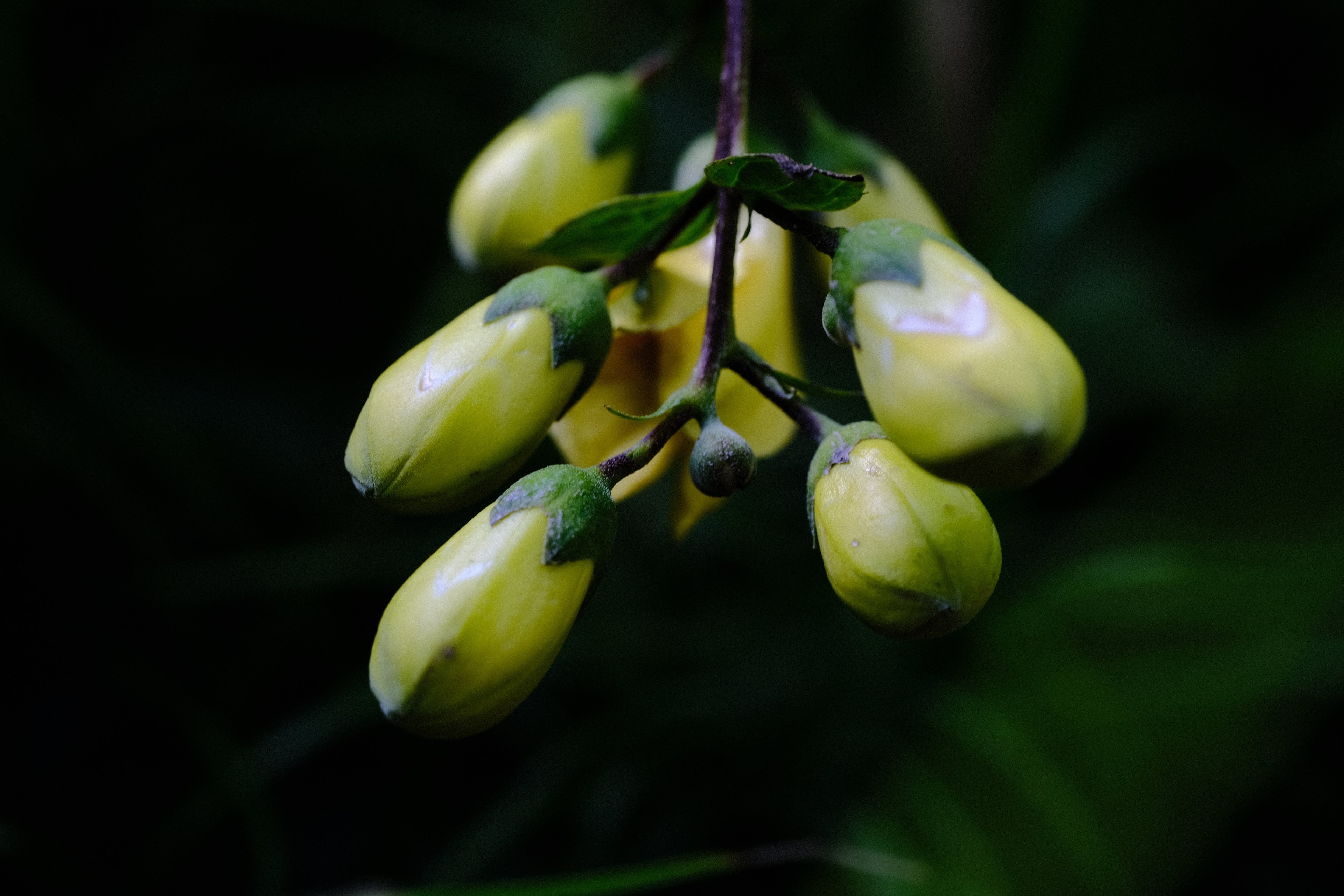 Kirengeshoma palmata