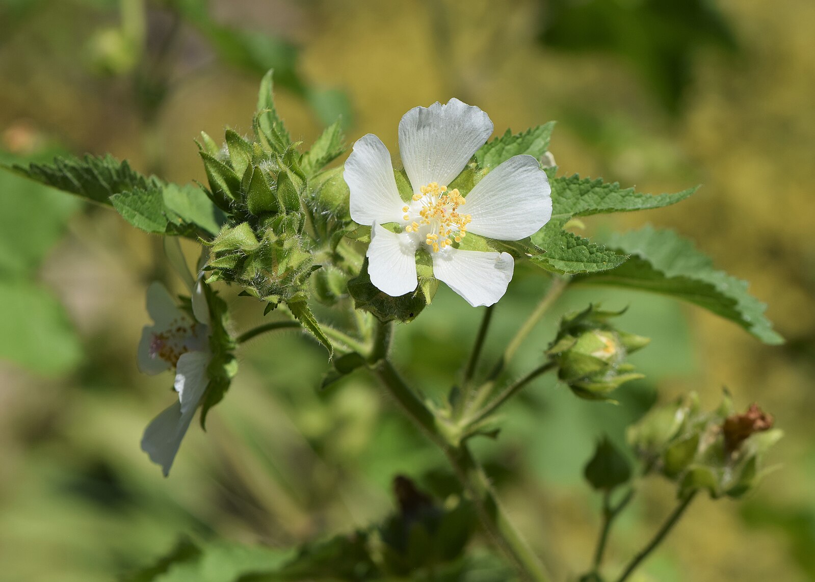 A close-up image of a white Kitaibelia vitifolia, commonly known as Russian hibiscus ,flower with a yellow center with green leaves in the background.