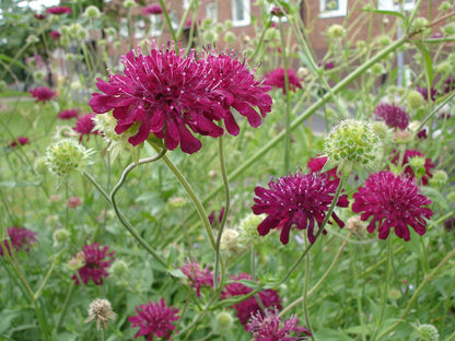 Knautia macedonica (Macedonian scabious) in garden