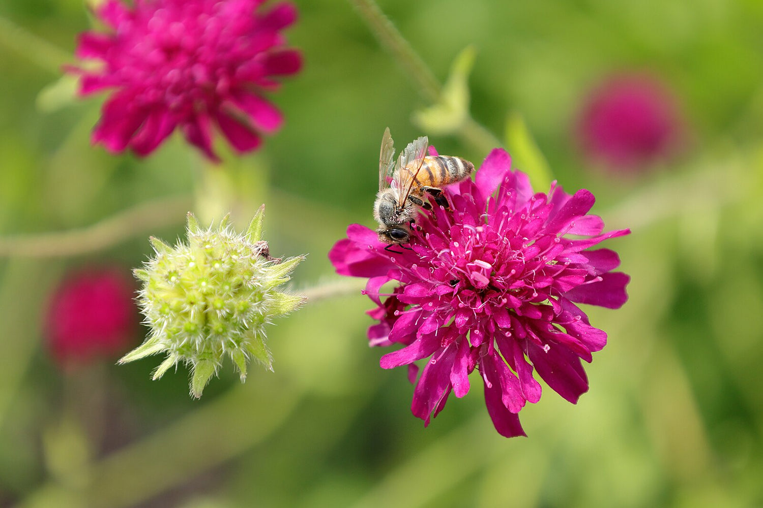 Knautia macedonica (Macedonian scabious) flowers with pollinating bee