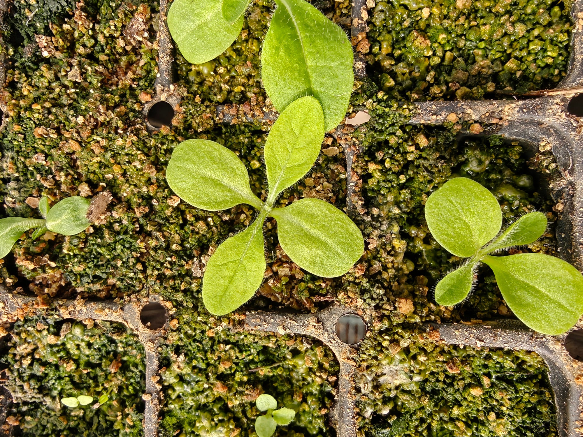 Small green Knautia macedonica seedling sprouting from a seedling tray with soil and vermiculite.