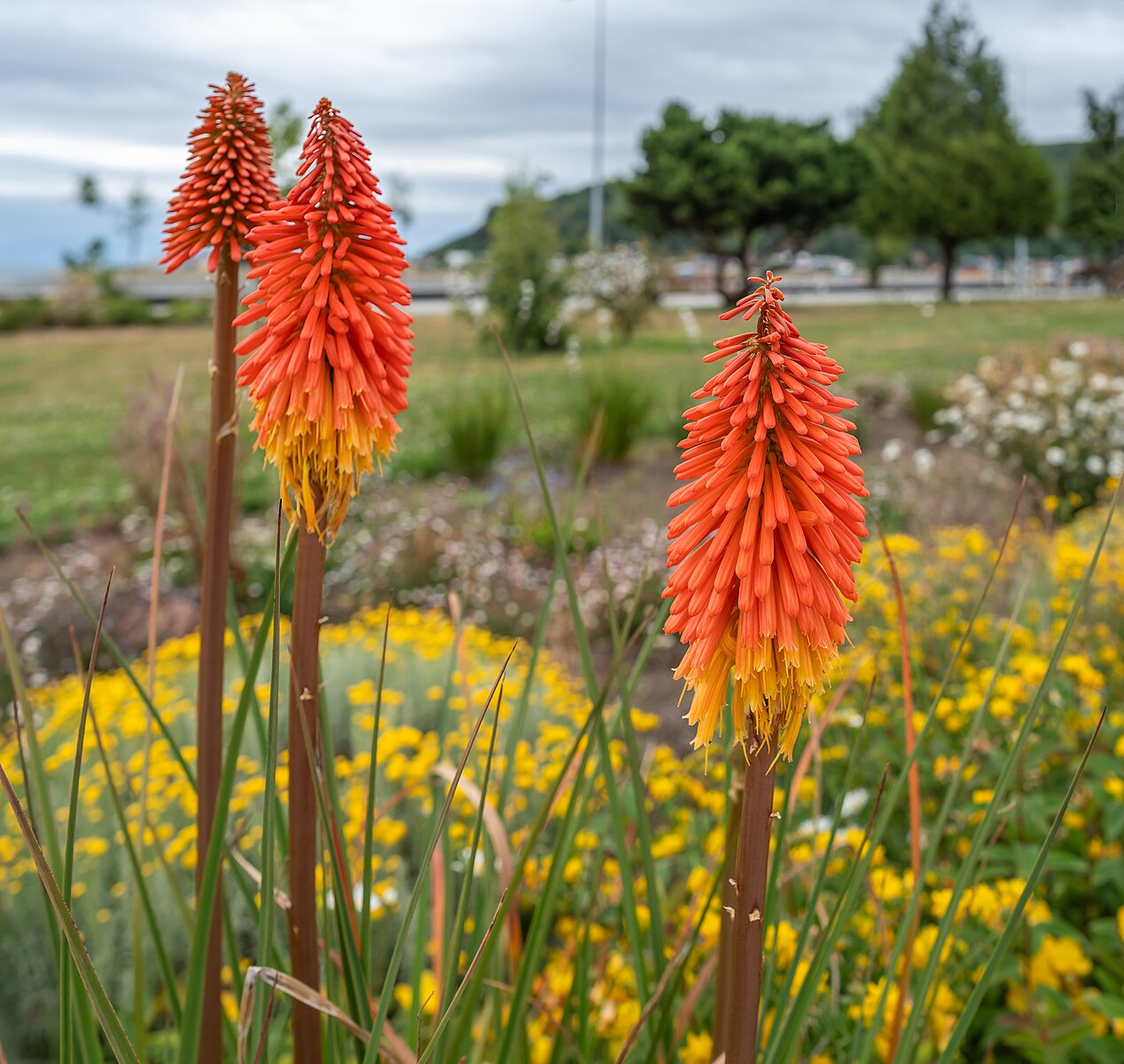 red hot poker flower seeds Kniphofia Uvaria
