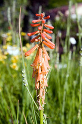 Kniphofia uvaria &