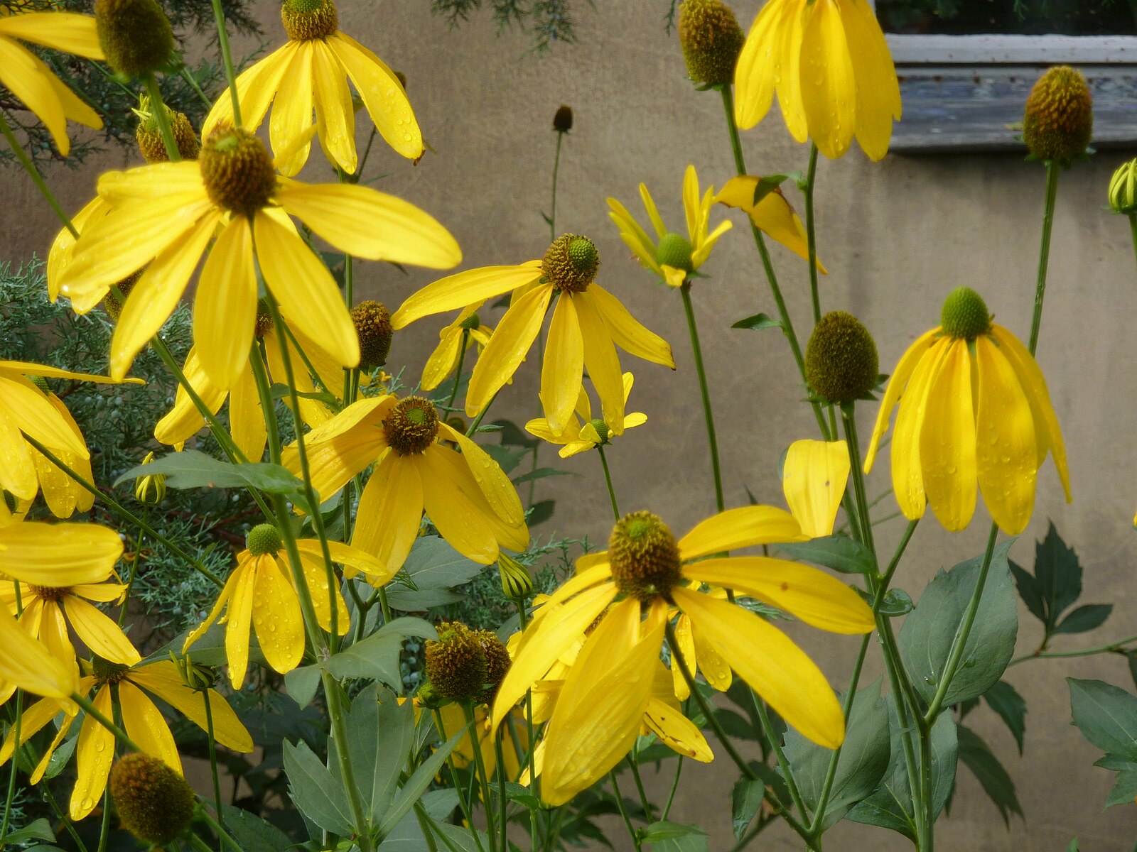 An image showing the yellow and green flowers of Rudbeckia laciniata, commonly known as tall coneflower, blooming against a wall.