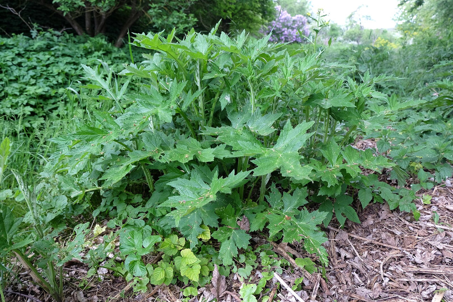 Echinops exaltatus (Russian globe thistle) foliage