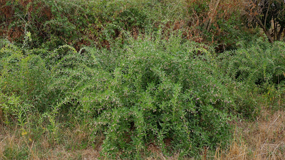 Tall green Lycium barbarum, commonly known as goji berry, shrubs growing in a field with dry grass at the base