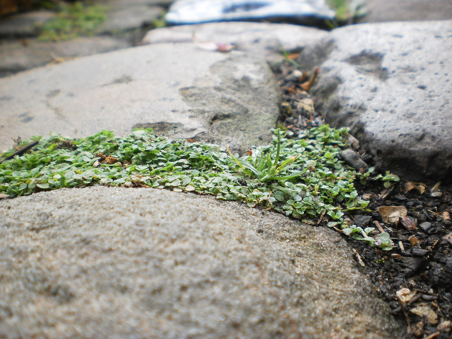 Small green Mentha requienii, commonly known as Corsican mint, plant growing between large rocks.