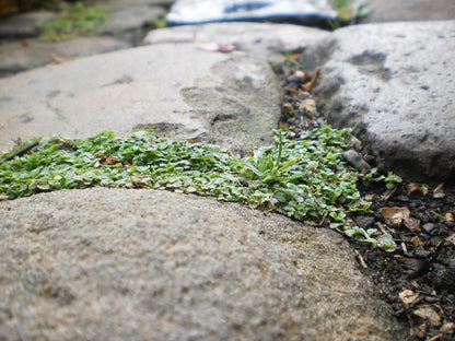Small green Mentha requienii, commonly known as Corsican mint, plant growing between large rocks.