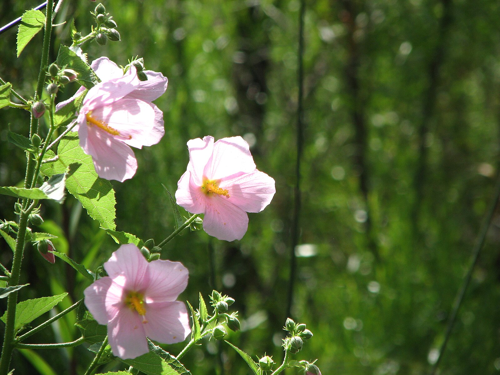 Kosteletzkya virginica (seashore mallow) flowers