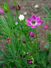 Anemone multifida (cutleaf anemone) pink bloom