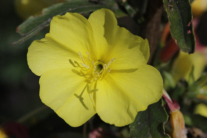 Yellow Oenothera glazioviana, commonly known as magic primrose, flower with green leaves on a blurred background