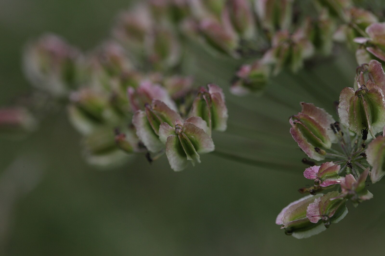 Laserpitium siler | laserwort