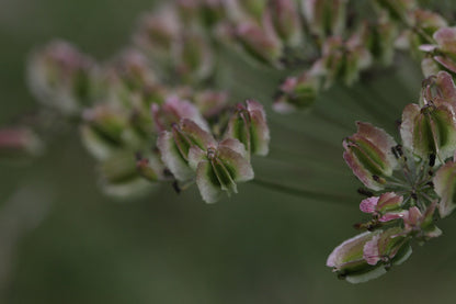 Laserpitium siler | laserwort