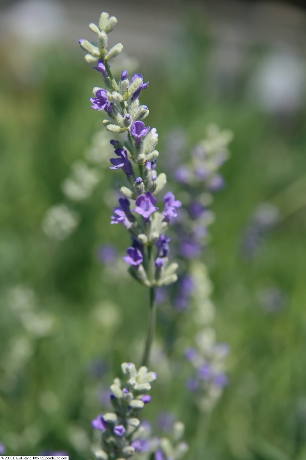 Lavandula angustifolia &