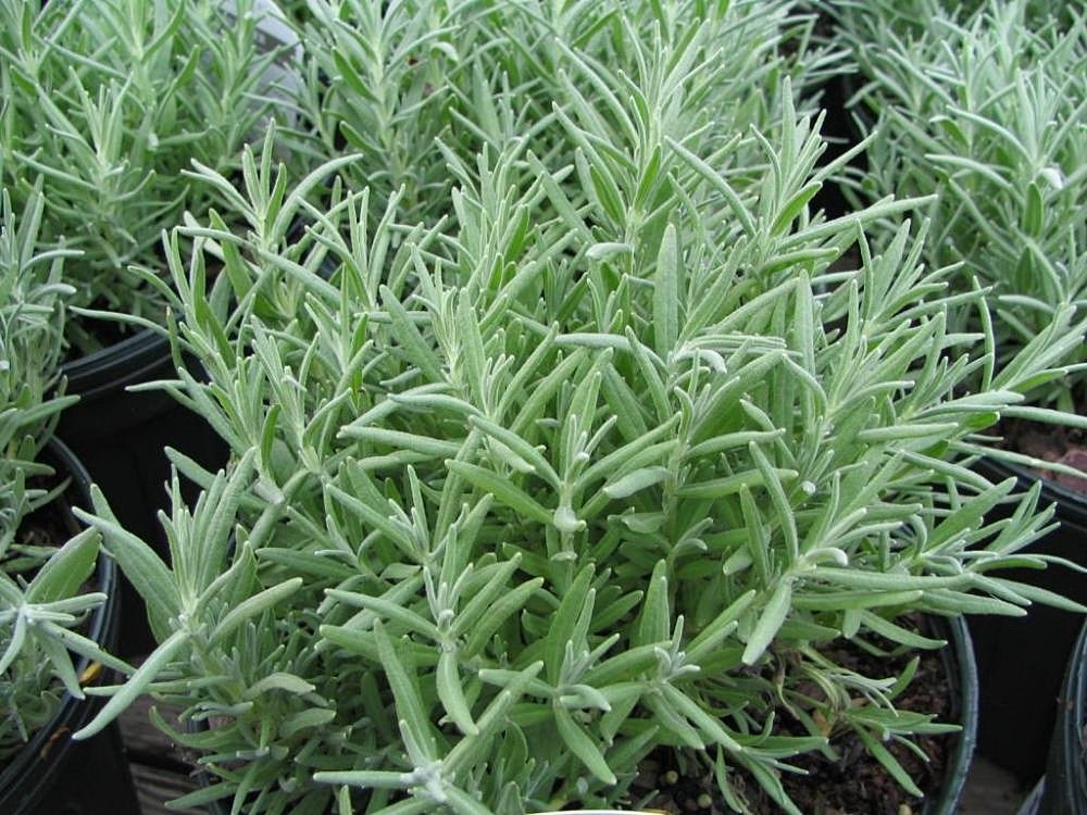 Lavandula angustifolia &